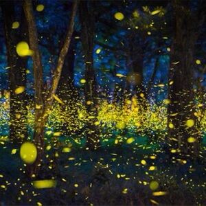 Meet your Posher, Nora